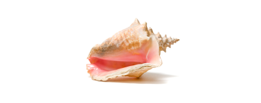 Conch Perle